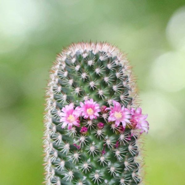 Mammillaria Spinosissima