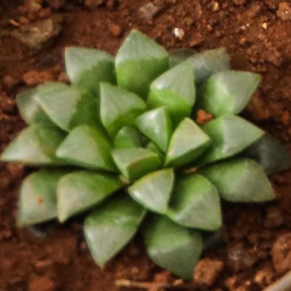 Haworthia Retusa - Cushion Aloe