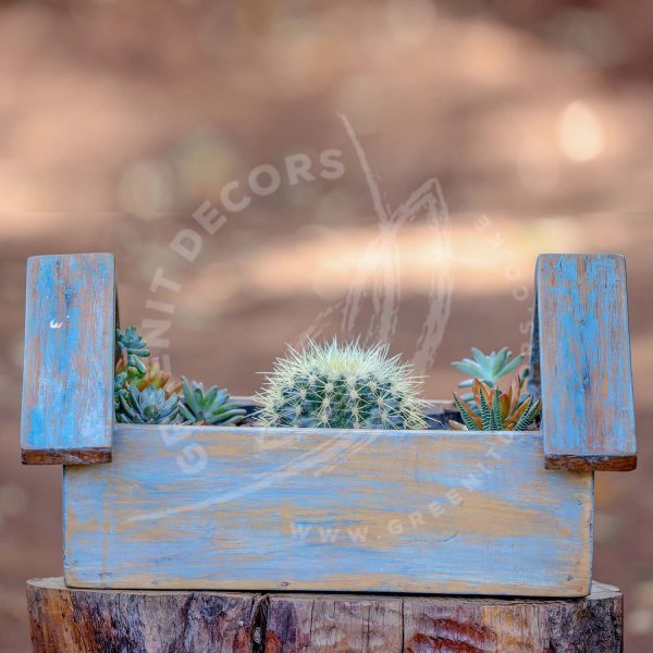 Echinocactus Grusonii - Golden Barrell cactus - Image 2