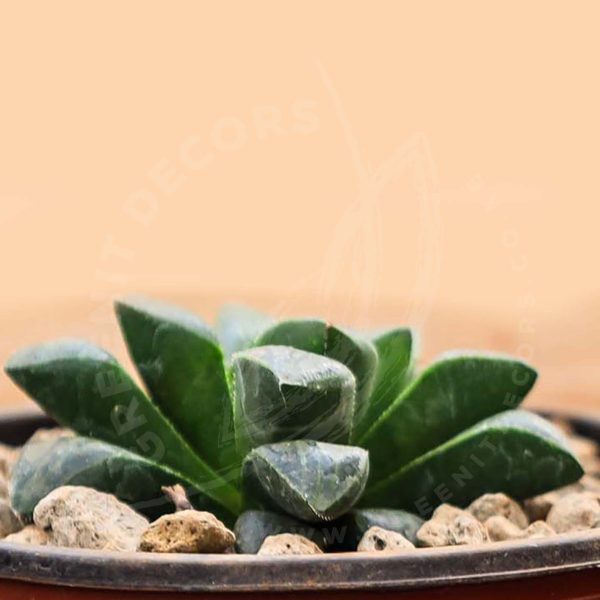 Haworthia Retusa - Cushion Aloe - Image 3
