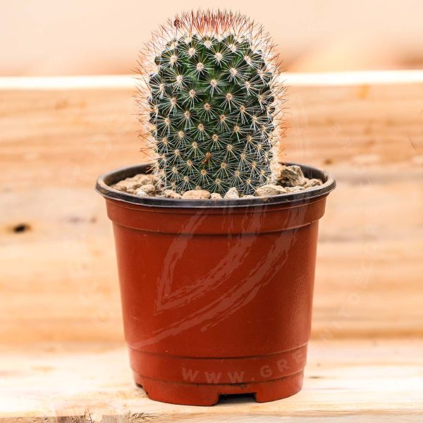 Mammillaria Spinosissima - Image 4