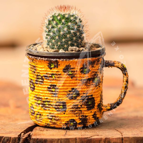 Mammillaria Spinosissima - Image 5