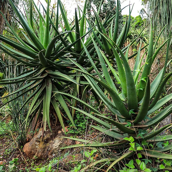 Aloes