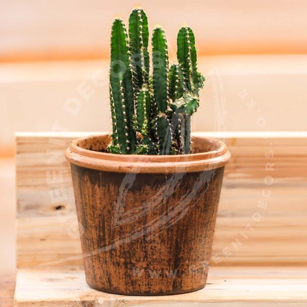 Acanthocereus Tetragonus - Image 2