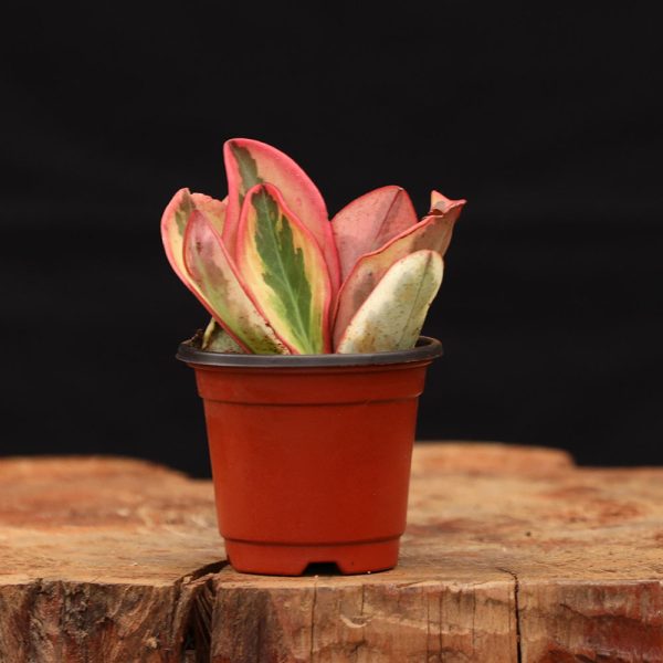 Peperomia Clusifolia