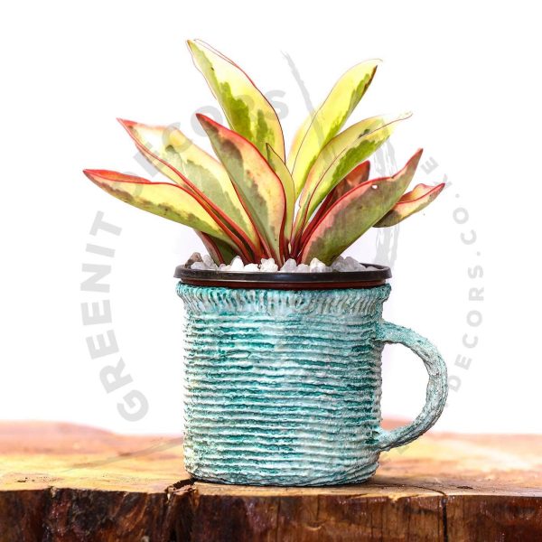 Peperomia Clusifolia - Image 2