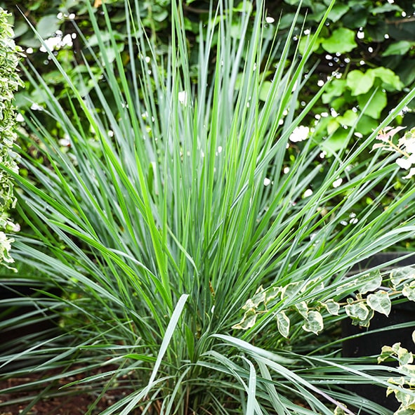 Ornamental Grass