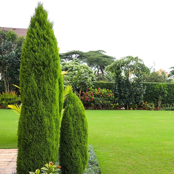 Conifers