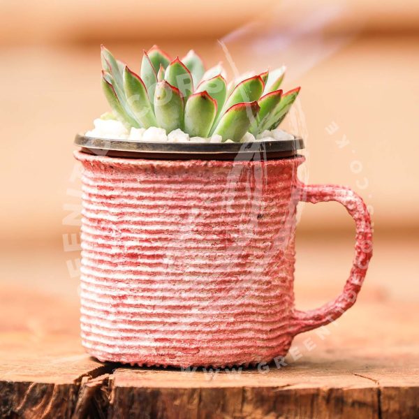 Echeveria Hercules - Image 4