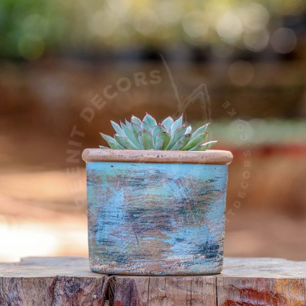 Echeveria Hercules - Image 5