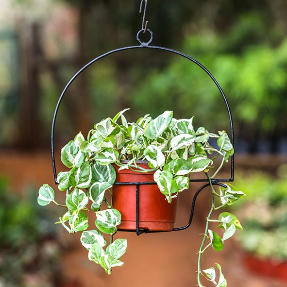 Hanging Plants