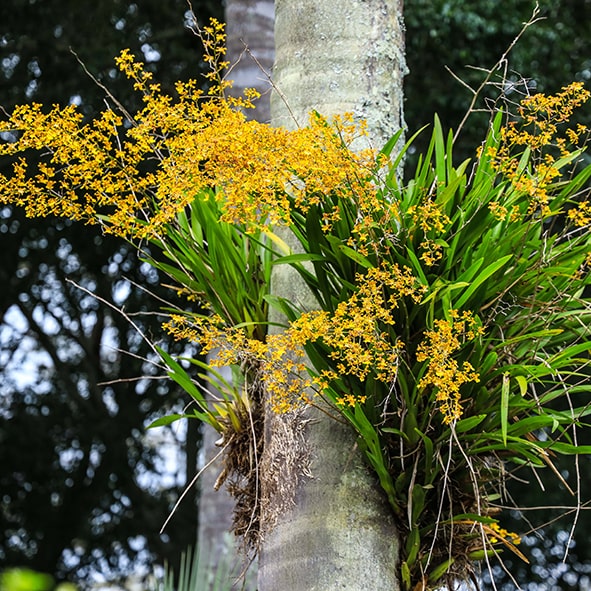 Orchids & Air Plants