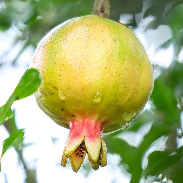Fruit Trees