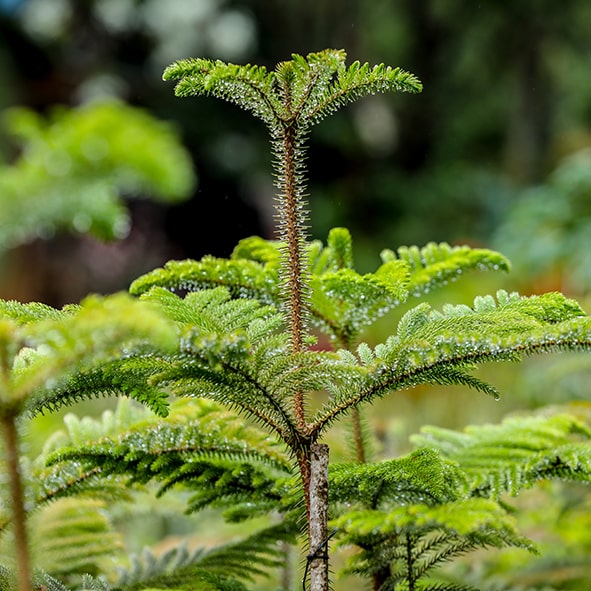 Exotic Trees