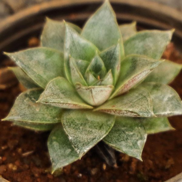 Echeveria Purpusorum