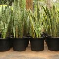 Sansevieria Trifasciata (Snake plant)