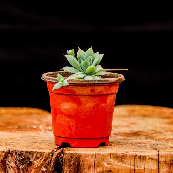Echeveria Haageana