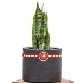 Sansevieria Trifasciata (Snake plant) - Image 2