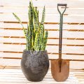 Sansevieria Trifasciata (Snake plant) - Image 3