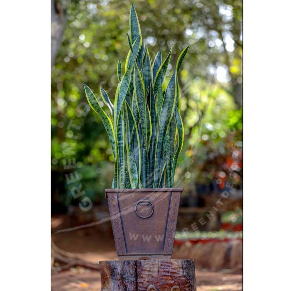Sansevieria Trifasciata (Snake plant) - Image 4