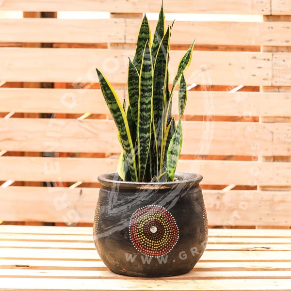 Sansevieria Trifasciata (Snake plant) - Image 5