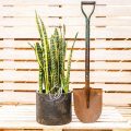 Sansevieria Trifasciata (Snake plant) - Image 6
