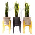 Sansevieria Trifasciata (Snake plant) - Image 7