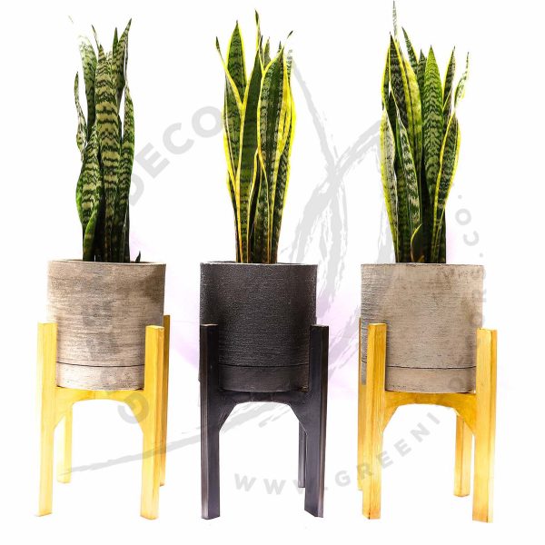 Sansevieria Trifasciata (Snake plant) - Image 7