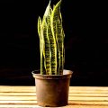 Sansevieria Trifasciata (Snake plant) - Image 8