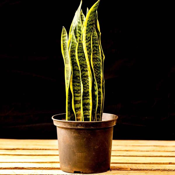 Sansevieria Trifasciata (Snake plant) - Image 8