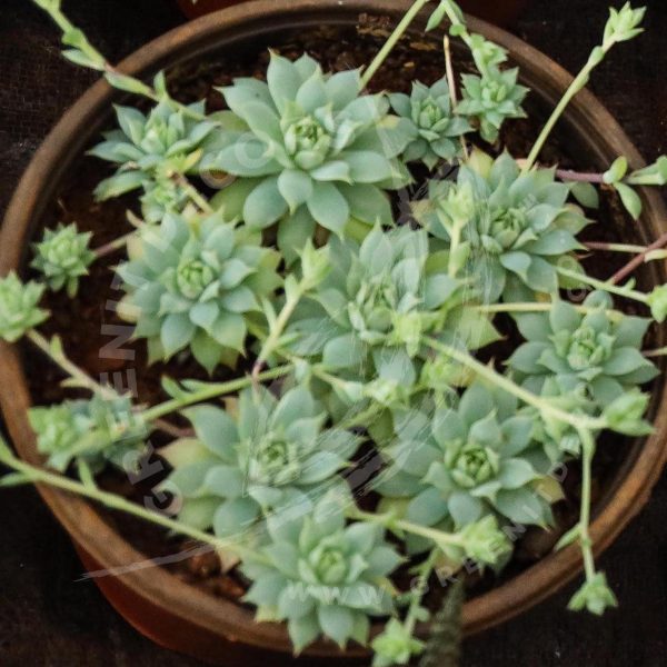 Echeveria Haageana - Image 2