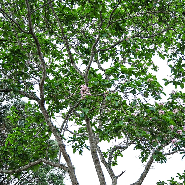 Indigenous Trees