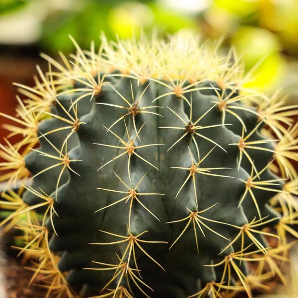 Ferocactus Echidne