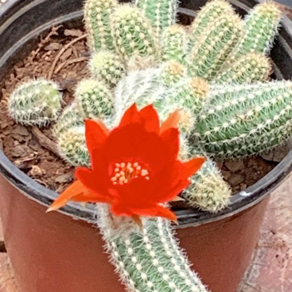 Chamaeceres Silvestrii - Peanut cactus - Image 2