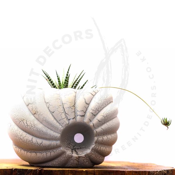 Howorthia Fasciata (Zebra Cactus) - Image 2