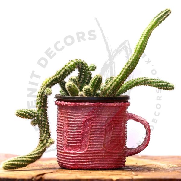 Chamaeceres Silvestrii - Peanut cactus - Image 3