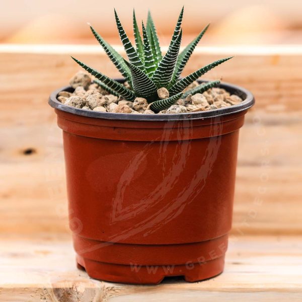Howorthia Fasciata (Zebra Cactus) - Image 4