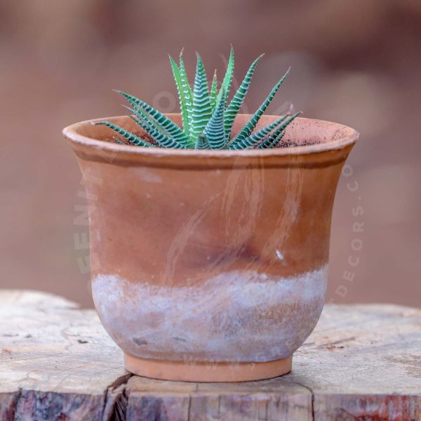 Howorthia Fasciata (Zebra Cactus) - Image 5