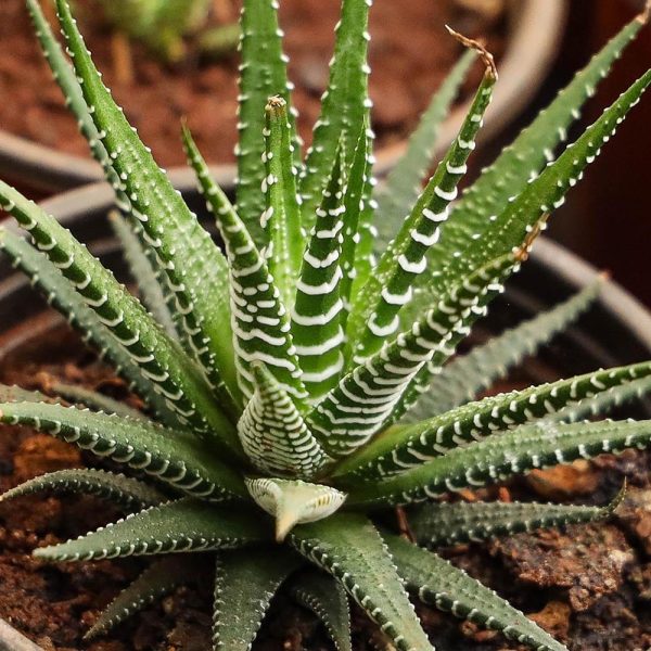Howorthia Fasciata (Zebra Cactus) - Image 6