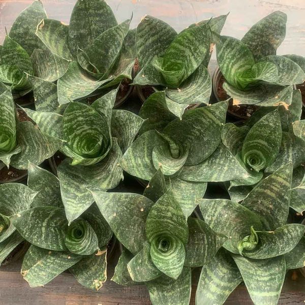 Sanseveria Trifasciata Hahnnii - Bird nest Sansevieria