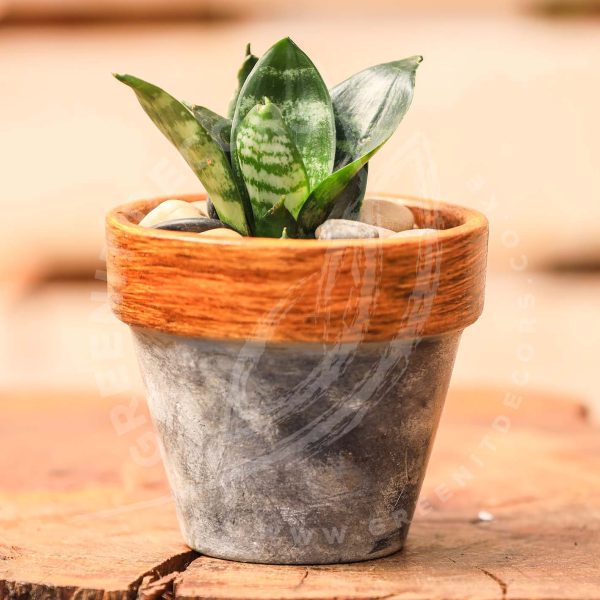 Sanseveria Trifasciata Hahnnii - Bird nest Sansevieria - Image 2