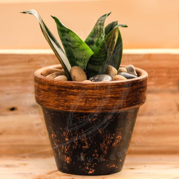Sanseveria Trifasciata Hahnnii - Bird nest Sansevieria - Image 3