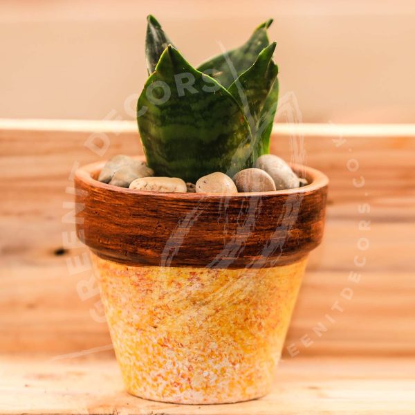 Sanseveria Trifasciata Hahnnii - Bird nest Sansevieria - Image 4