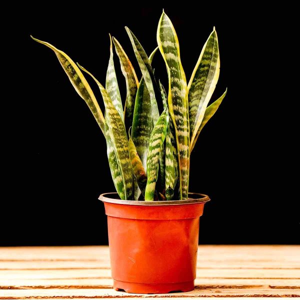 Sansevieria Trifasciata (Snake plant)