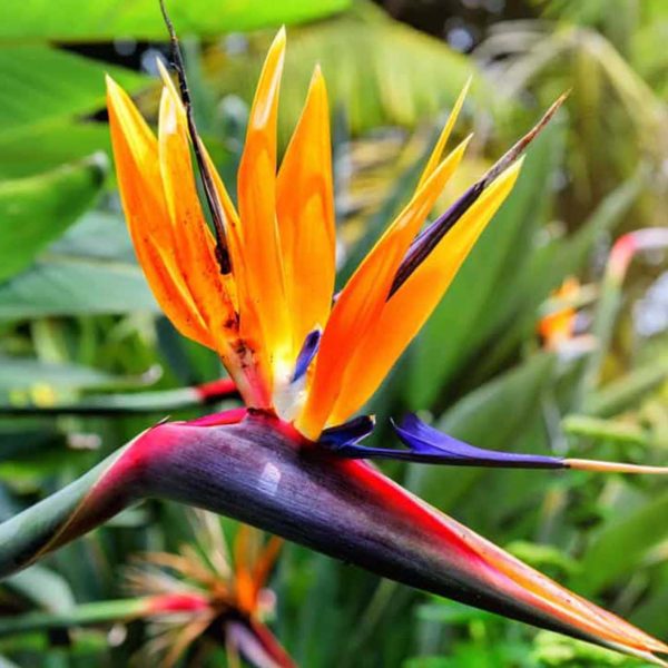 Birds of Paradise - Strelitzia Reginae