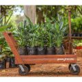 Birds of Paradise - Strelitzia Reginae - Image 2