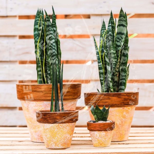 Sansevieria Trifasciata (Snake plant) - Image 4