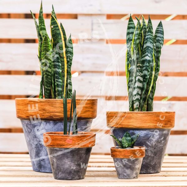 Sansevieria Trifasciata (Snake plant) - Image 5