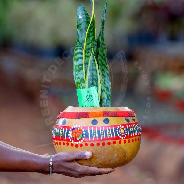 Sansevieria Trifasciata (Snake plant) - Image 6