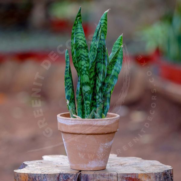Sansevieria Trifasciata (Snake plant) - Image 7